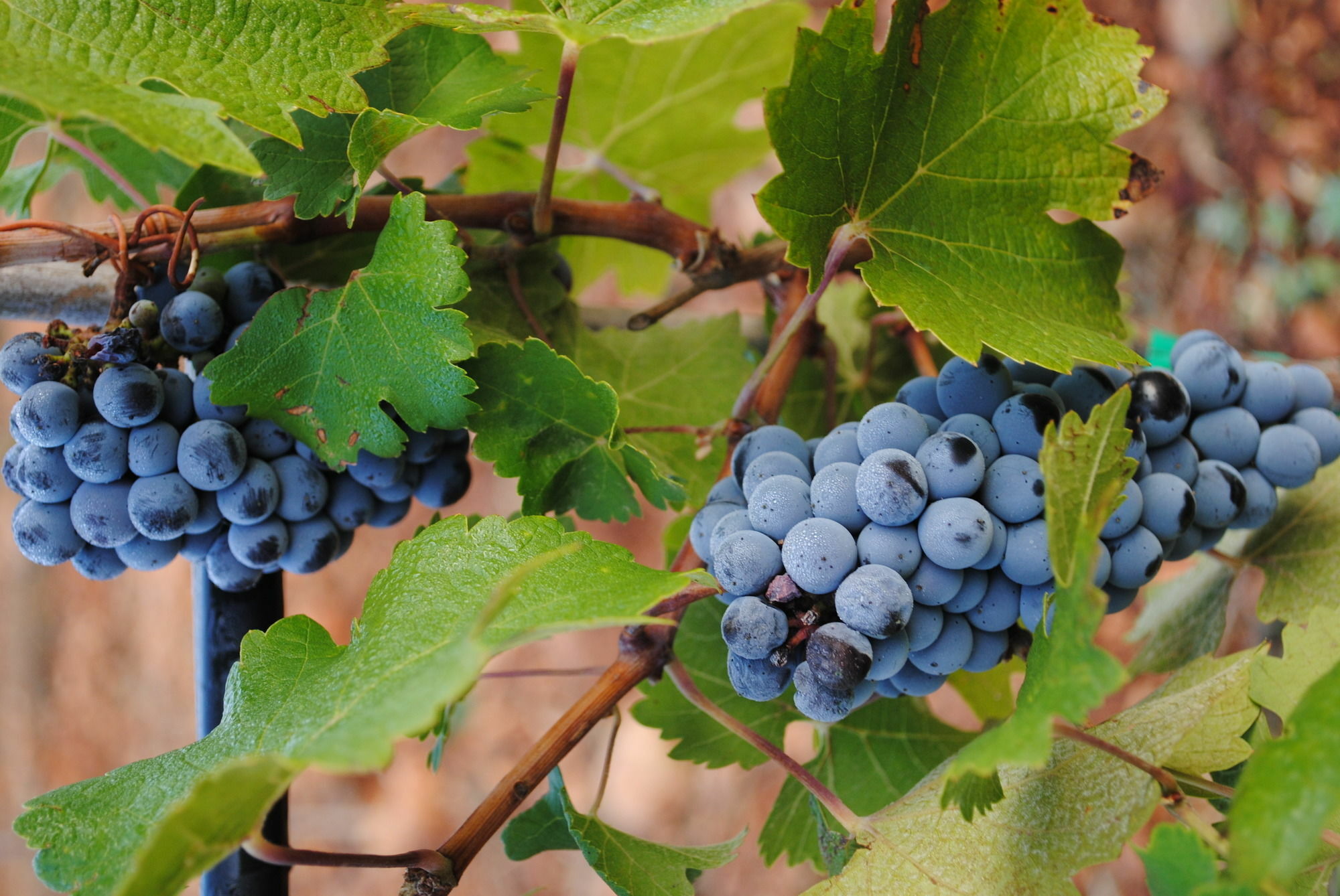 Weingut & Landhotel Can Davero Binissalem Exterior foto